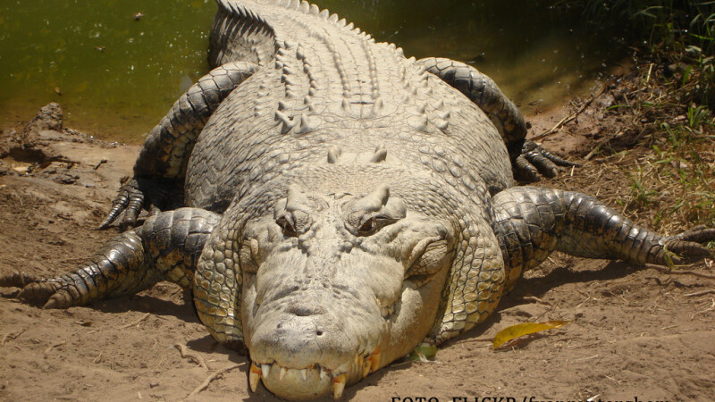 crocodil din Australia