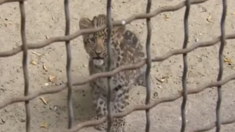 leopard