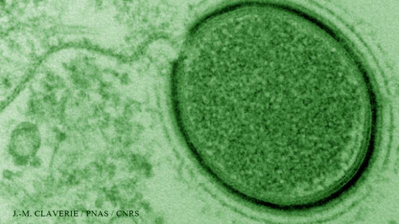 virus gigantic Mollivirus Sibericum