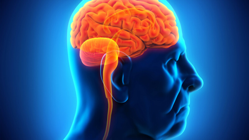 grafica creier afectat de Alzheimer