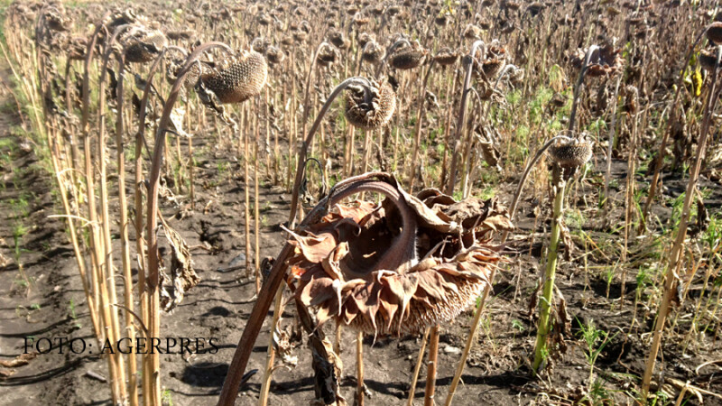 Mai multe hectare de culturi agricole din judetul Botosani au fost afectate de seceta pedologica din acest an