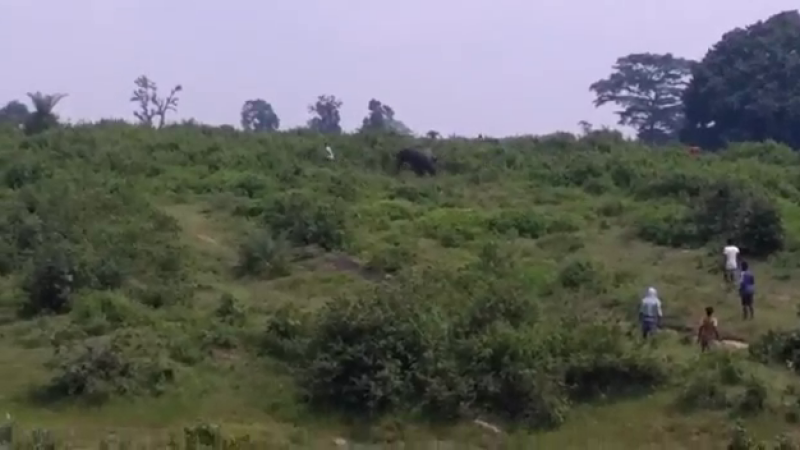 india, elefant, selfie,