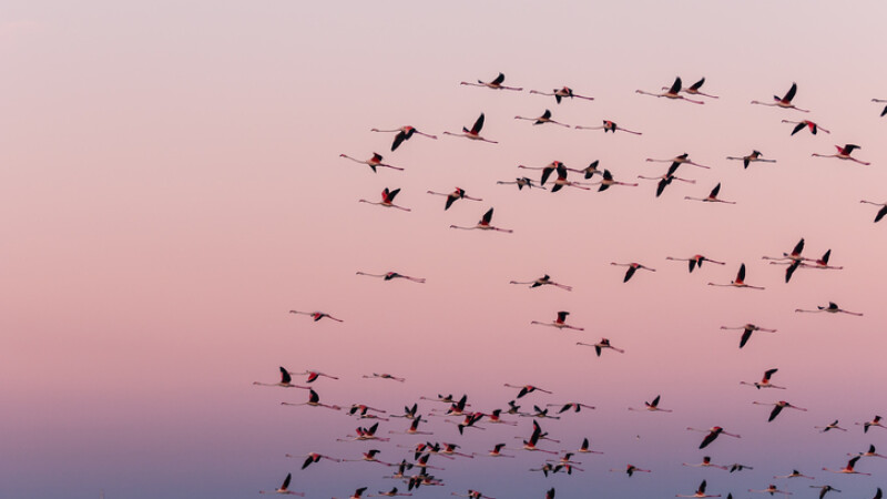 pasari flamingo in zbor