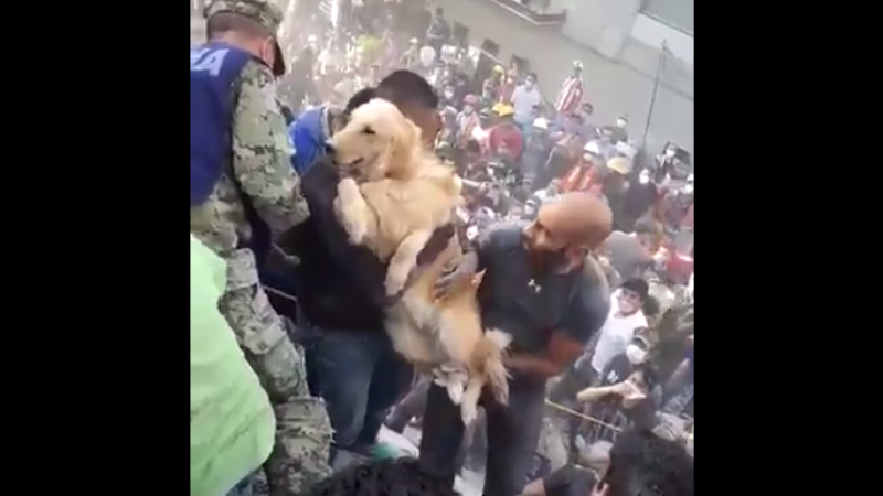 câine salvat Mexic