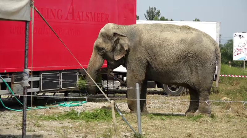 elefant circ