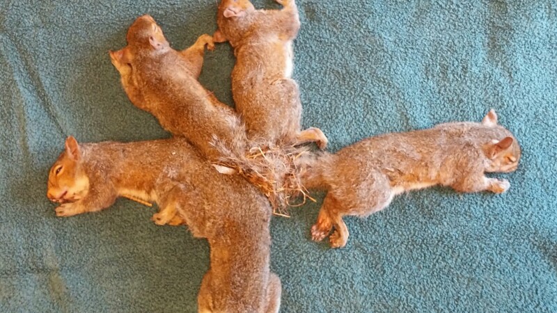 5 pui de veveriţă cu cozile înnodate, salvaţi de veterinari