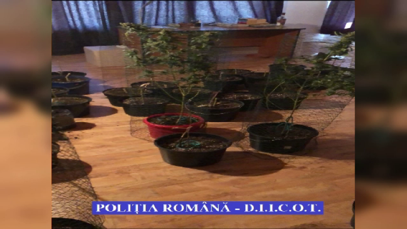 plantatie canabis in Timisoara