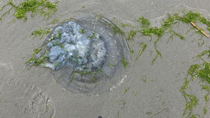 Invazie de meduze pe litoralul românesc