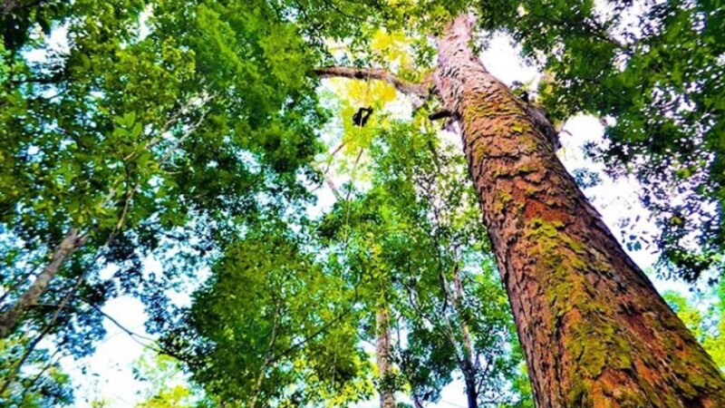 Cel mai înalt copac din pădurea amazonului
