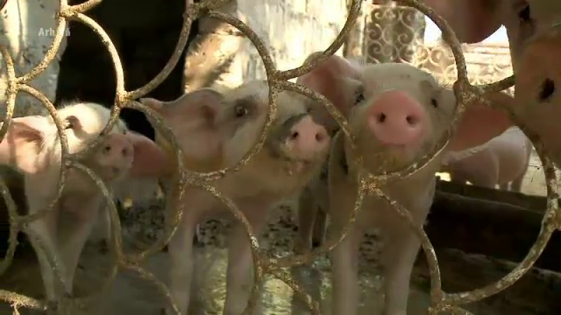 Pesta porcină depistată la ferma de porci de la Gropeni
