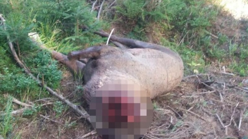 Cerb uriaş, găsit decapitat într-o pădure din Suceava