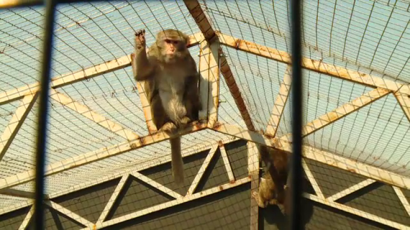Animalele sălbatice găsite la Nuțu Cămătaru vor ajunge la zoo. Demersurile specialiștilor
