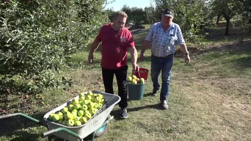 Cremea capricioasă a înjumătățit producția de mere. Cum sunt acoperite pierderile