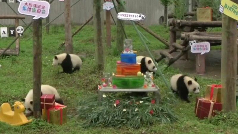 pui panda petrecere China