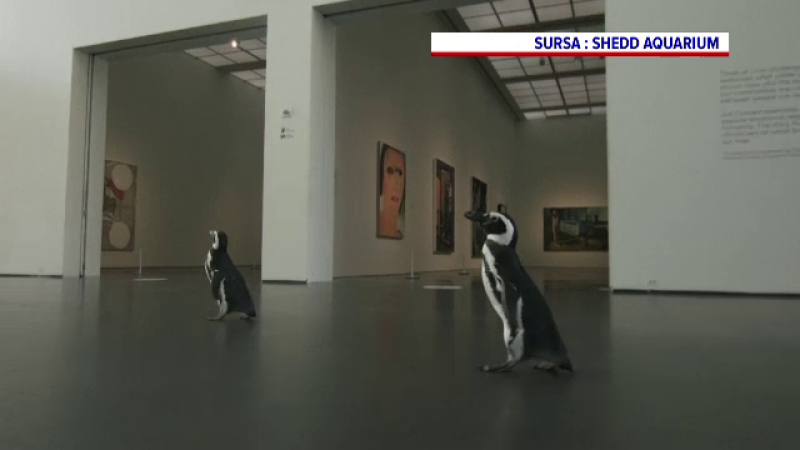 Doi pinguini au vizitat Muzeul de Artă Contemporană din Chicago. Ce spun îngrijitorii