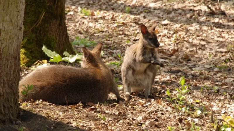 Toți cangurii de la Grădina Zoo din Timișoara au fost uciși. Cum a fost posibilă tragedia