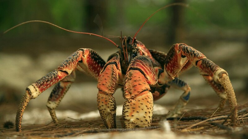 crab