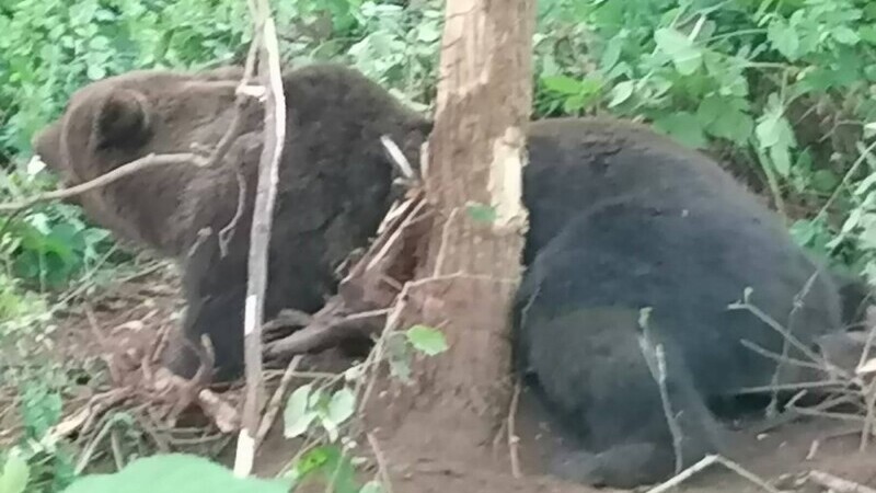 Un urs s-a chinuit 12 ore blocat într-un gard din Neamț, pentru că primăria nu avea contract cu o asociație de vânători