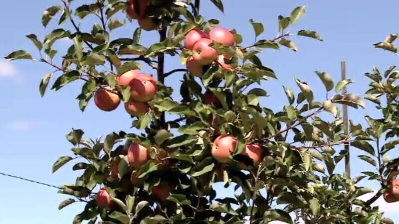 Producție semnificativă de mere toamna aceasta. Producătorii se plâng că nu au cui să vândă marfa