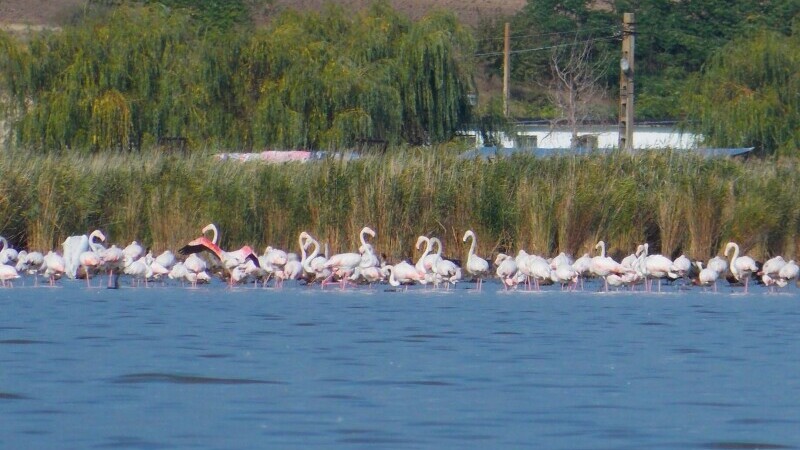 flamingo - 5