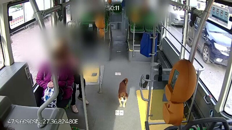 câine în autobuz