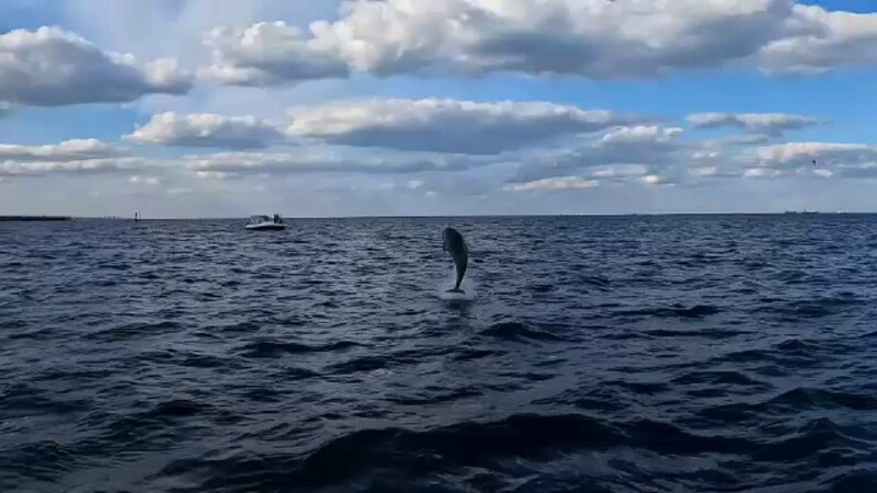 Delfinii fac spectacol în fața turiștilor: ”Pescuiesc, se joacă, ne studiază”. Motivul pentru care sunt atât de jucăuși