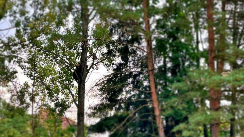 Ursul s-a suit în copac, în curtea liceului din Miercurea Ciuc. A fost împușcat pe loc | FOTO
