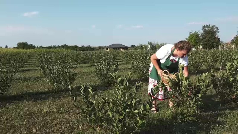 fermier, agricultura