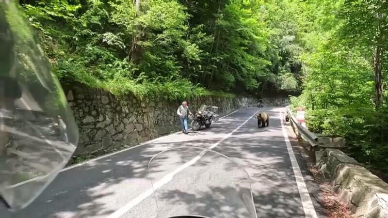 ursi transfagarasan