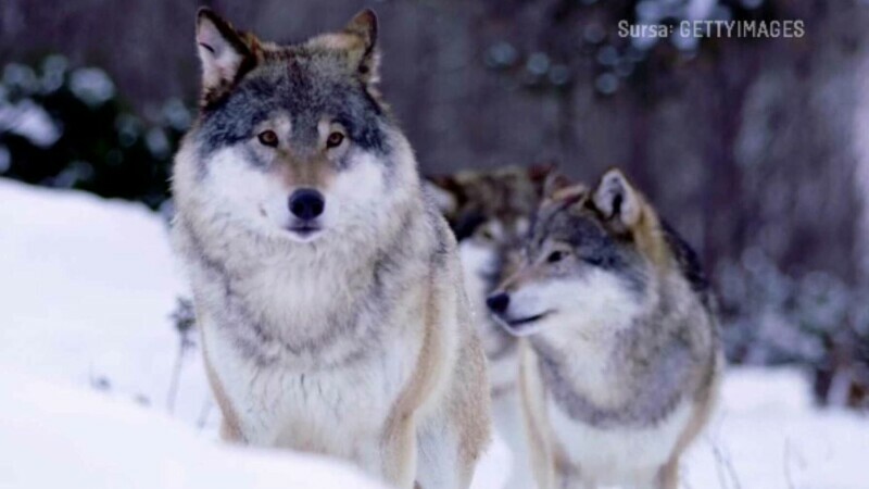 Comisia Europeană vrea să dea liber la vânat lupi în România. Un lup a ucis poneiul președintei von der Leyen