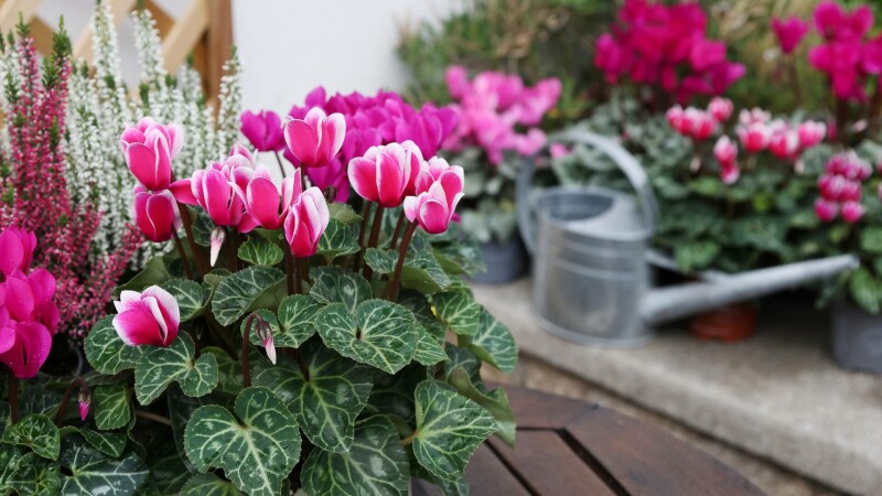 cyclamen