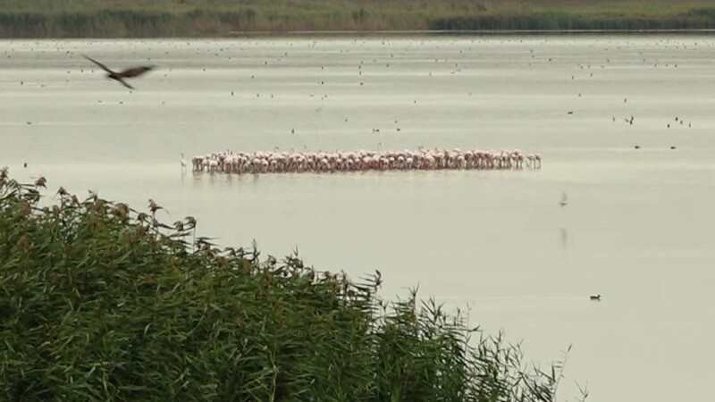 flamingo pe lac
