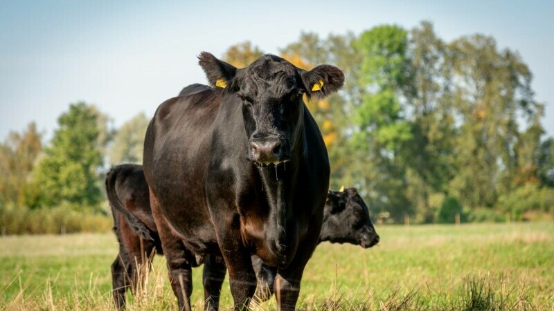 vaca black angus