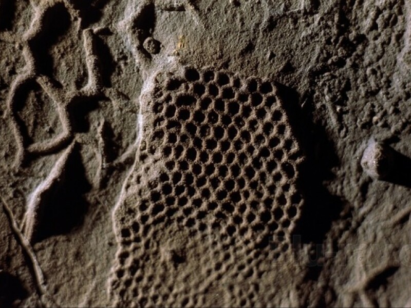 Paleodictyon Nodosum