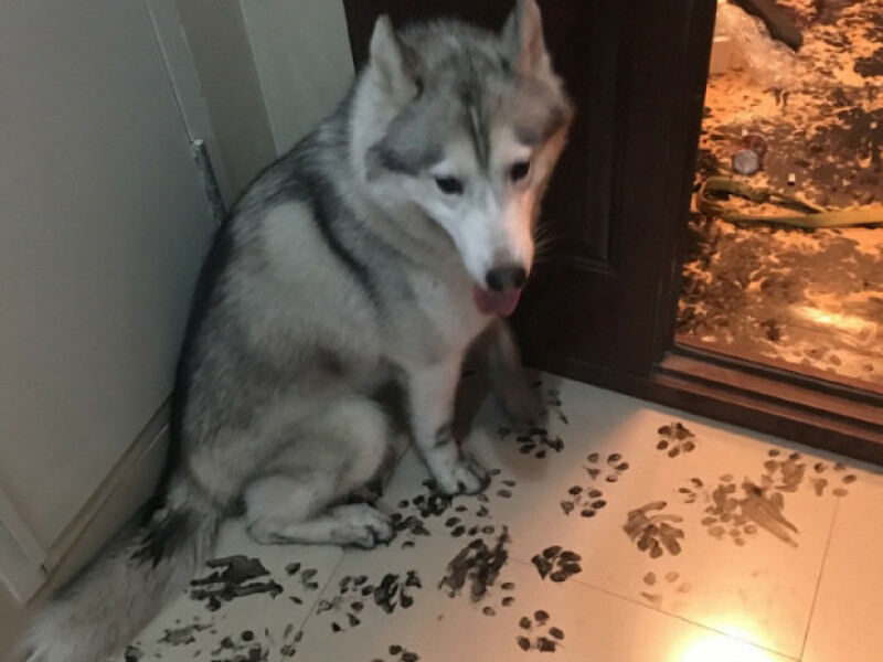 Si-a lasat cainele singur timp de cateva ore si nu se astepta sa gaseasca asa ceva. Cum a ajuns sa arate locuinta unui barbat