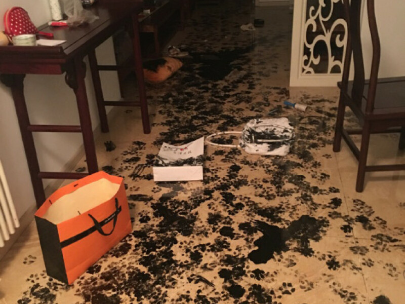 Si-a lasat cainele singur timp de cateva ore si nu se astepta sa gaseasca asa ceva. Cum a ajuns sa arate locuinta unui barbat