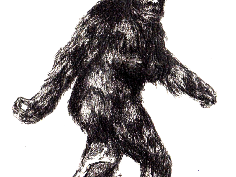 Sasquatch