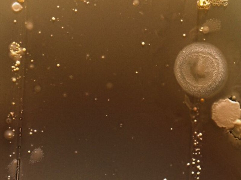 bacterii