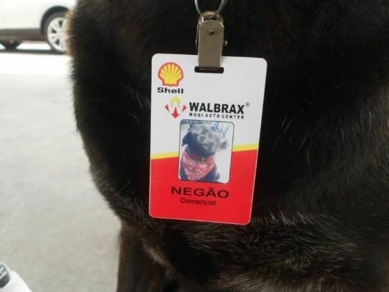 Un labrador abandonat a fost gasit de o femeie care l-a angajat! Ce job are acest caine: