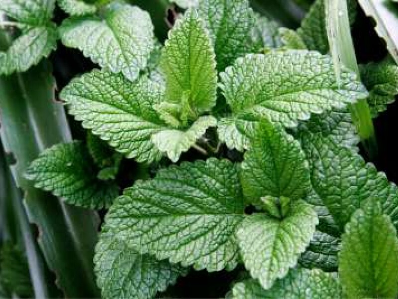 menta