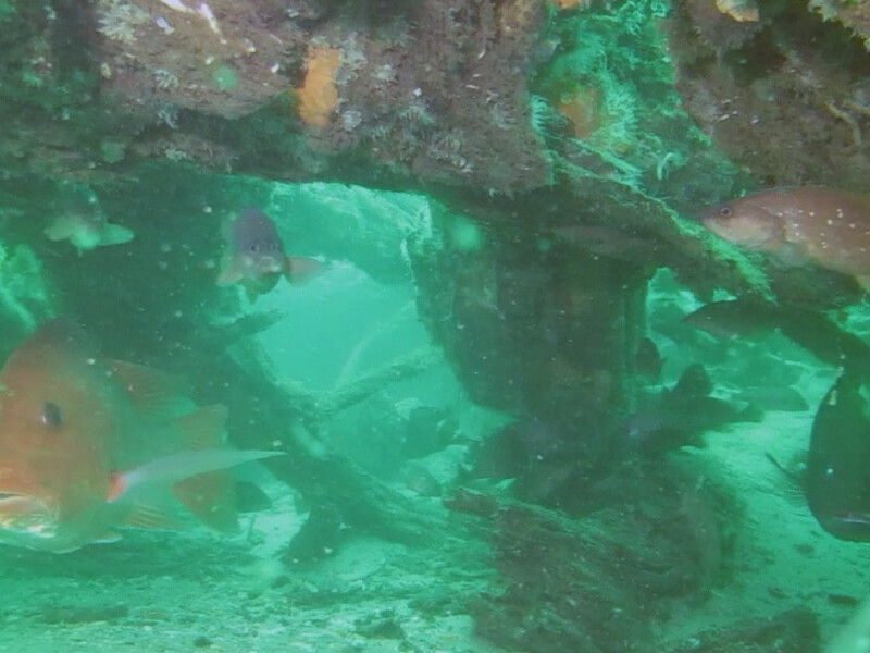 padure submarina, Alabama