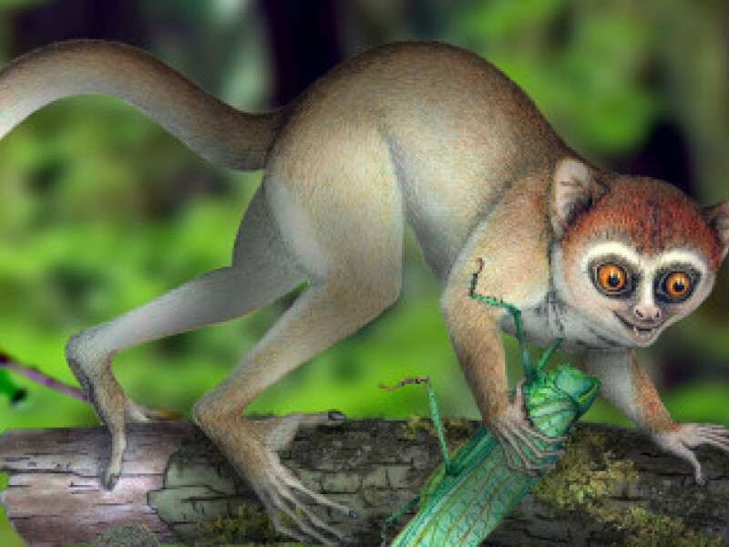 Primate skeleton