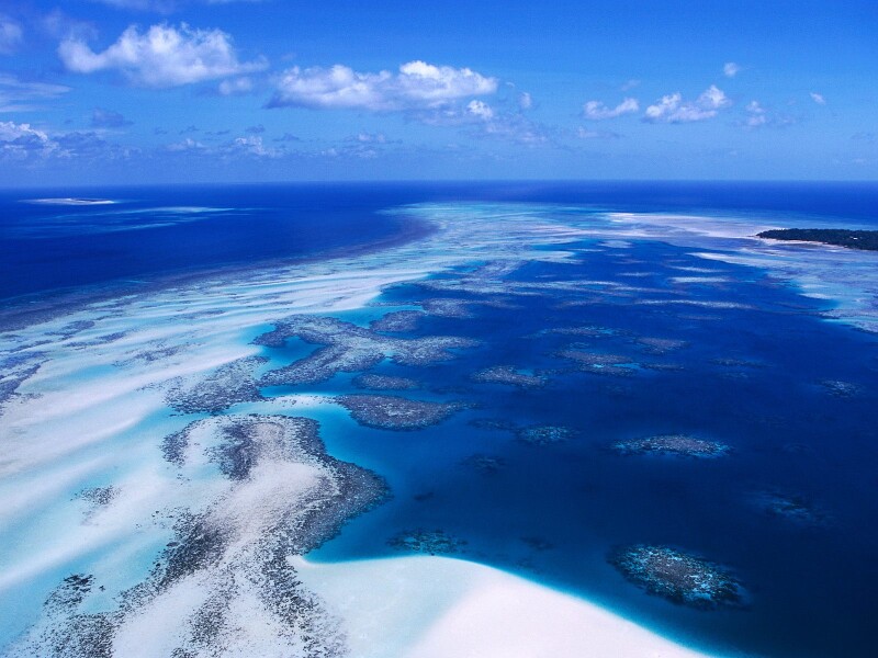 Coral Reef