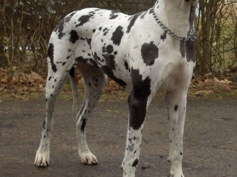 Dog german