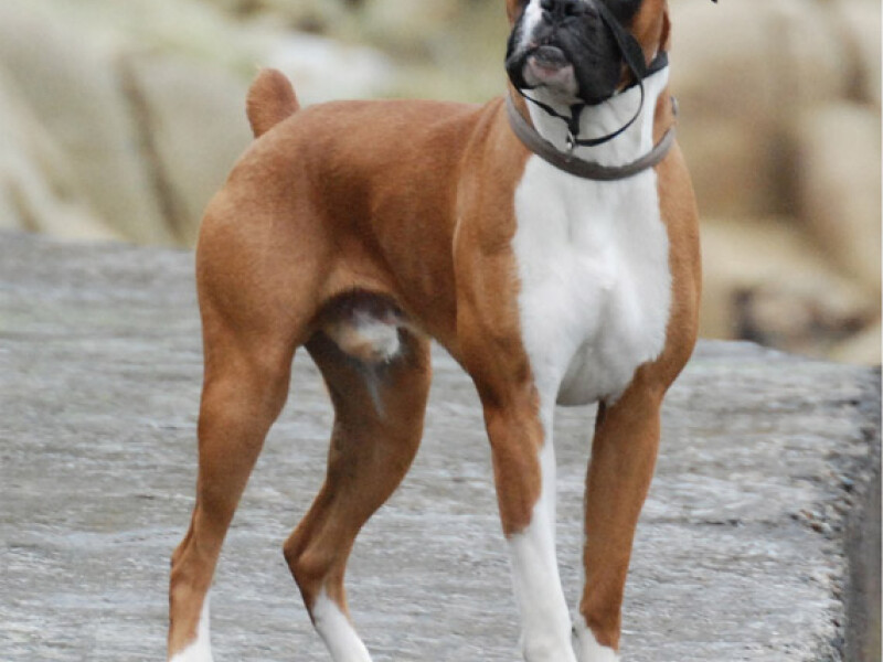 Boxer