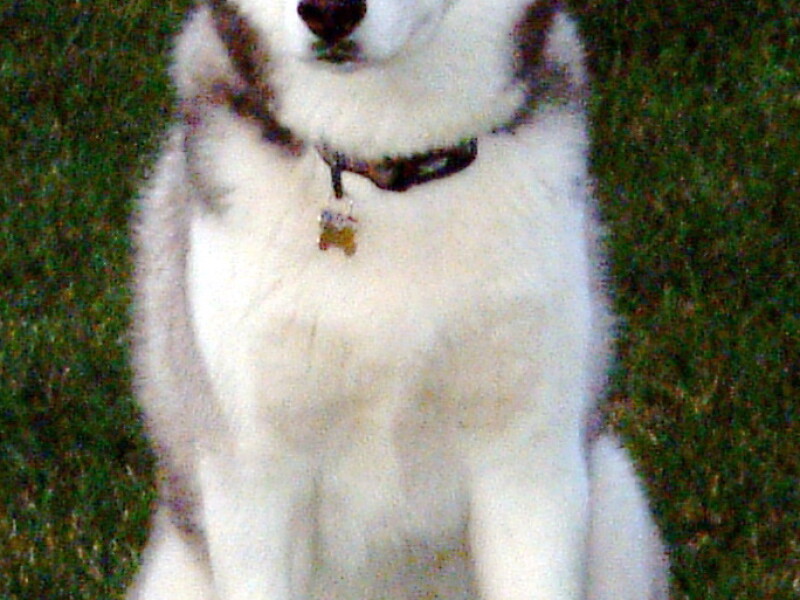 Husky siberian
