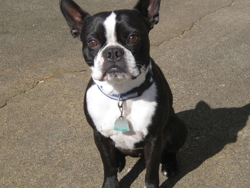 Boston terrier