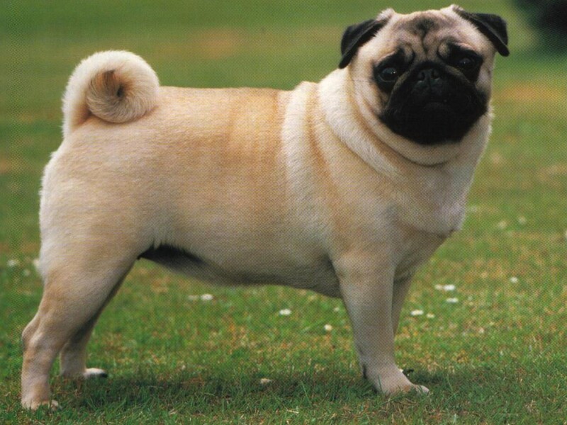 Pug (mops)