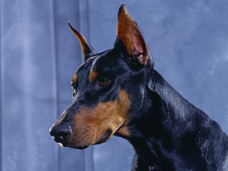 Doberman pinscher