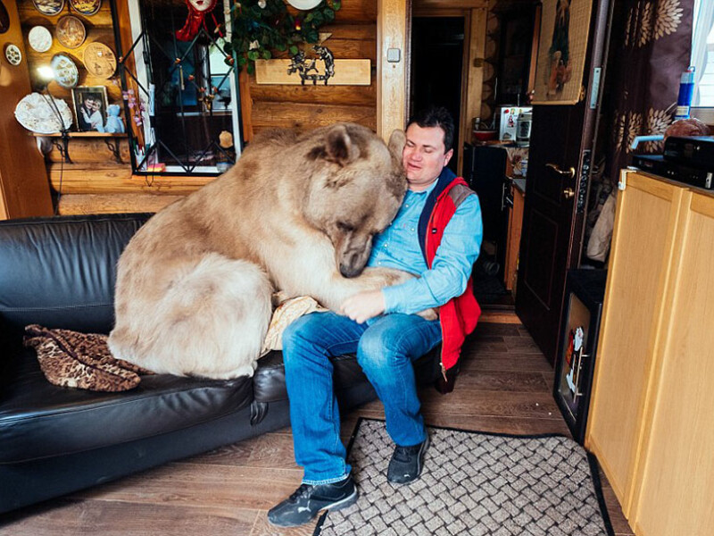 Familia care traieste in casa cu cel mai neasteptat animal de companie: un urs de 400 de kilograme | FOTO